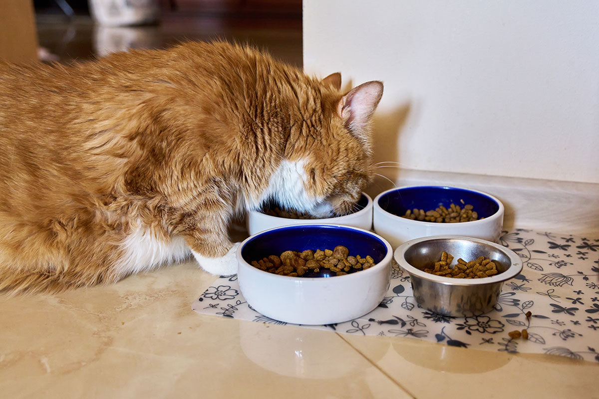 Healthy Habits Through Pet Feeding